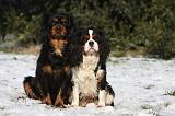 CAVALIER KING CHARLES 538
